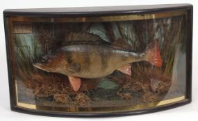 Taxidermy bow-fronted cased perch in naturalistic setting with label "Perch, caught in the Ouse by