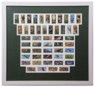 CRAVEN BLACK CAT collection of 50 cigarette cards in one frame "British Birds"