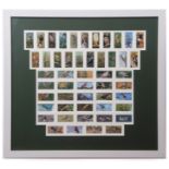 CRAVEN BLACK CAT collection of 50 cigarette cards in one frame "British Birds"