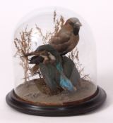 Taxidermy domed Kingfisher and Hawfinch on naturalistic base 20cms high