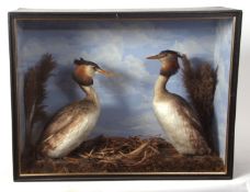 Taxidermy cased pair of Crested Grebe in naturalistic setting 52 x 68cms