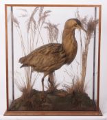 Taxidermy cased Bittern on naturalistic base 68 x 57cms (pre-1947 but re-cased)