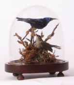 Taxidermy domed pair of exotic birds on naturalistic base 20cms high