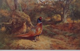 AFTER ARCHIBALD THORBURN Pheasant in woodland modern coloured print, numbered 406/850 in pencil to