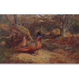 AFTER ARCHIBALD THORBURN Pheasant in woodland modern coloured print, numbered 406/850 in pencil to