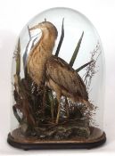 Taxidermy domed Bittern on naturalistic base by C Yeoman of Southampton 72cms high
