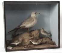Taxidermy cased Gull and three Plover in naturalistic setting by T E Gunn of Norwich 50 x 59cms