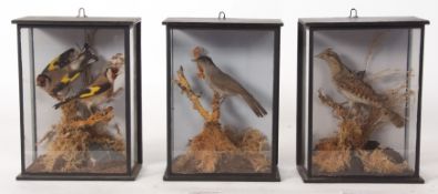 Group of three taxidermy cased Wryneck, Black Cap (male), Goldfinches on naturalistic settings 24