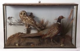 Taxidermy cased Owl and Pheasant in naturalistic setting 50 x 82cms (pre-1947)