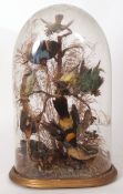 Taxidermy domed collection of exotic birds on naturalistic base 58cms high