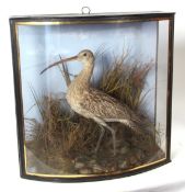 Taxidermy bow-fronted cased Curlew in naturalistic setting, probably by Cooper 53 x 53cms