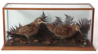 Taxidermy cased pair of Woodcock in naturalistic setting 28 x 60cms