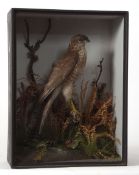 Taxidermy cased Sparrowhawk in naturalistic setting by T E Gunn of Norwich 40 x 30cms