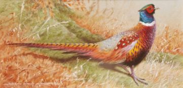 AR DAVID ORD KERR (born 1951, BRITISH) Male Pheasant in natural habitat watercolour, signed lower