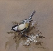 AR DAVID ORD KERR (born 1951) Great Tit watercolour, signed and dated 1972 lower right 17 x 17cms