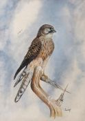 ENGLISH SCHOOL (20TH CENTURY) Sparrowhawk watercolour, indistinctly signed and dated 83 lower