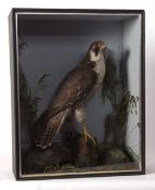 Taxidermy cased Peregrine Falcon in naturalistic setting by F Asten of Woodbridge 61 x 48cms (