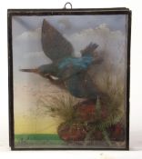 Taxidermy cased Kingfisher in flight in naturalistic setting 27 x 23cms