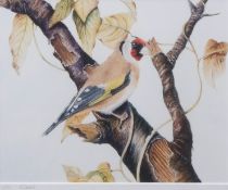 AR PHIL DANIELS (CONTEMPORARY) Goldfinch coloured print, signed and numbered 1/500 to mount 19 x