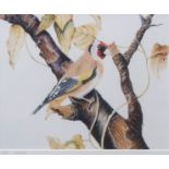 AR PHIL DANIELS (CONTEMPORARY) Goldfinch coloured print, signed and numbered 1/500 to mount 19 x