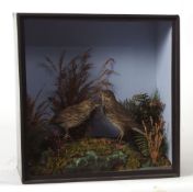 Taxidermy cased pair of Pipits in naturalistic setting by T E Gunn of Norwich 33 x 31cms