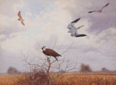 AR JOHN CYRIL HARRISON (1898-1985) Birds of Prey watercolour, signed lower right 43 x 58cms