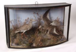 Taxidermy bow-fronted cased pair of Redshanks in naturalistic setting, probably by Cooper 40 x 69cms