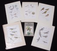 AFTER FRANK JARVIS Bird Studies group of five coloured prints 30 x 21cms, all mounted but
