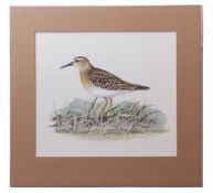 AR PETER HAYMAN (born 1930) "Sharp tailed Sandpiper" watercolour, signed lower right 24 x 27cms,