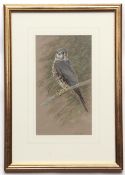 AR TREVOR BOYER (born 1948) Merlin-young male watercolour and gouache, signed lower right 30 x