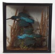 Taxidermy cased pair of Kingfisher in naturalistic setting 28 x 27cms