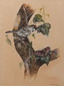 AR PETER J ROWLES CHAPMAN (CONTEMPORARY) Bird with butterfly watercolour, signed lower right 34 x