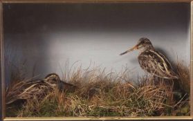 Taxidermy cased pair of Snipe in naturalistic setting 27 x 40cms