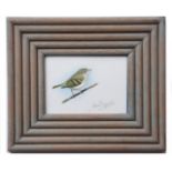 AR CLIVE BYERS (CONTEMPORARY) "Yellow browed Warbler" watercolour, signed lower right 12 x 17cms