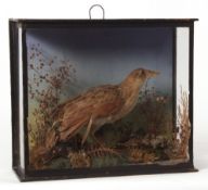 Taxidermy cased Corn Crake in naturalistic setting 26 x 30cms (a/f)