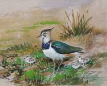 AR ROLAND GREEN (1896-1972) Lapwing and chicks watercolour, signed lower right 19 x 24cms