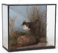 Taxidermy cased Dipper in naturalistic setting by Geoffrey Campbell Black 26 x 28cms