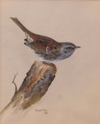 AR DAVID ORD KERR (born 1951) Dunnock watercolour, signed and dated 1972 lower left 18 x 15cms