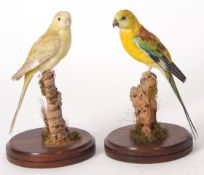 Uncased taxidermy pair of red rumped parakeets on naturalistic bases (2)