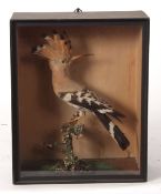 Taxidermy cased Hoopoe on naturalistic base by W Hart of Christchurch, Hants 33 x 26cms