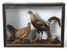 Taxidermy cased pair of Chickens in naturalistic setting 44 x 59cms