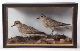 Taxidermy cased pair of Grey Plovers in naturalistic setting by Jeffery Campbell Black 30 x 50cms