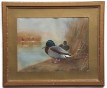 AR HUGH WORMALD (1879-1955) Mallard by water's edge watercolour, signed and dated 1923 lower right