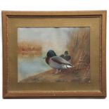 AR HUGH WORMALD (1879-1955) Mallard by water's edge watercolour, signed and dated 1923 lower right