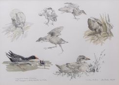 AR JOHN BUSBY (born 1928) "Moorhen Studies" pencil and watercolour, signed, dated July 85 and