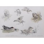 AR JOHN BUSBY (born 1928) "Moorhen Studies" pencil and watercolour, signed, dated July 85 and