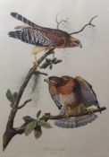 AFTER JOHN JAMES AUDUBON, engraved by R Havell "Red Shouldered Hawk" coloured print 92 x 62cms