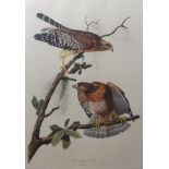 AFTER JOHN JAMES AUDUBON, engraved by R Havell "Red Shouldered Hawk" coloured print 92 x 62cms