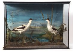 Taxidermy cased pair of Avocet in naturalistic setting by H N Pashley of Cley 52 x 73cms