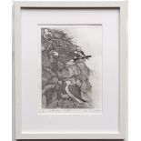 URSULA KIT PRICE MOSS (CONTEMPORARY) "Kittiwake Cliff" drypoint etching, signed, numbered 1/6 and